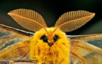yellow moth, butterflies, moth, yellow, animals HD wallpaper