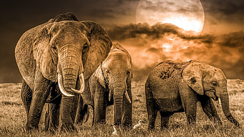 African Elephants, tusk, Elephants, Animal, African HD wallpaper