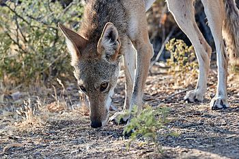 Animals, Fox, Predator, Animal, American Fox HD wallpaper