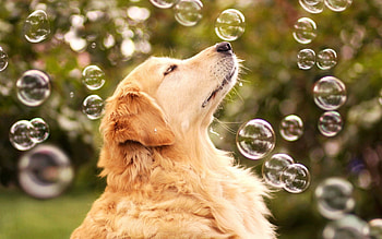 Animals, Bubbles, Dog, Muzzle, Blur, Smooth, Profile HD wallpaper