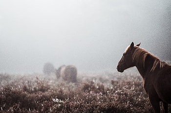 Wild Horse , horse, animals HD wallpaper