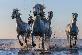 Indian Horse - afari HD wallpaper