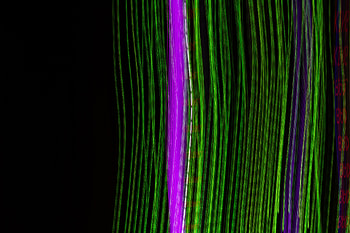 Abstract, Dark, Lines, Neon, Stripes, Streaks, Glow HD wallpaper