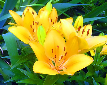 Lillies for your birtay - Annie, sunny, yellow, green, flowers, gold, lillies HD wallpaper