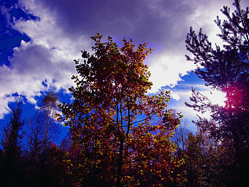 Lovely october day, blue, colorful, white, fall, beautiful, yellow, clouds, nature, sky, sun HD wallpaper