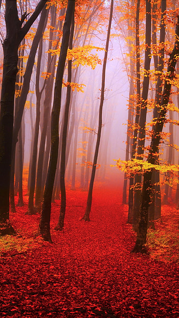 Misty Autumn Forest, fog, fall, nature, forest HD phone wallpaper