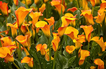Golden Calla Lilies, golden, yellow, nature, flowers, flower fields, lilies, calla lilies HD wallpaper