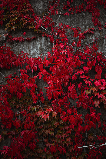 Nature, Autumn, Leaves, Plant, Ivy HD phone wallpaper