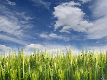 Landscape, Fields, Background, Sky, Clouds HD wallpaper