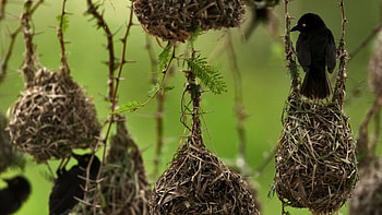 Uganda travels, Weaver birds, Eye-catching XFCE , Beautiful HD wallpaper