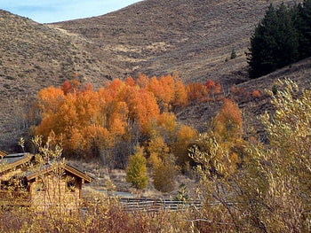 Untitled , aspen, idaho, fall HD wallpaper
