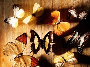 Butterflies on Wood, butterflies, wood HD wallpaper