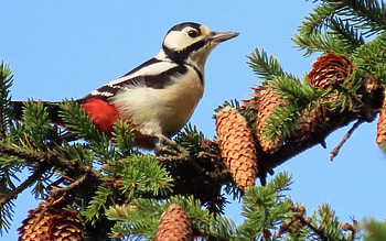 Woodpecker, pine cones, bird, tree, Latvia HD wallpaper