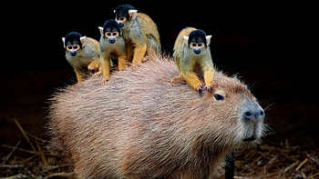 Monkeys, Capybaras HD wallpaper
