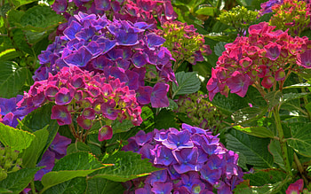 Plants, Flowers HD wallpaper