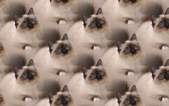 Kitten pattern, animal, kitten, texture, cat, paper, pattern HD wallpaper