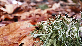 Grass, Macro, Moss, Dry HD wallpaper
