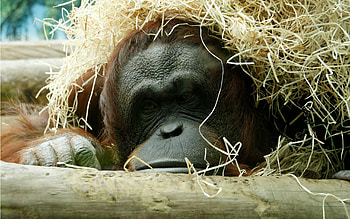 Orangutan, , backgrounds, Primate beauty HD wallpaper