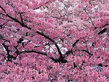 Up in the branches, pink, blossoms, branches, spring, tree HD wallpaper
