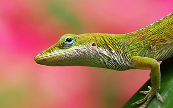 Animals, Lizards HD wallpaper