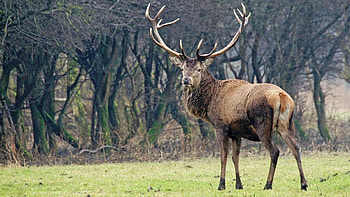 Whitetail Deer Of Deer ) HD wallpaper