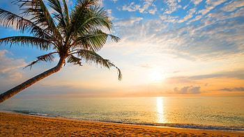 Sunny day holiday, , background, Palm tree luxury HD wallpaper