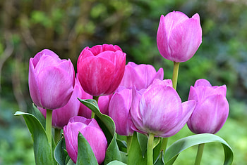 Pink tulips, fresh, bloom, beautiful HD wallpaper