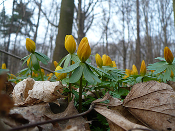 yellow flowers, gorgeous, golden flowers, beautiful, gold, spring, leaves, flower, green, yellow, flowers, forest, blossom HD wallpaper