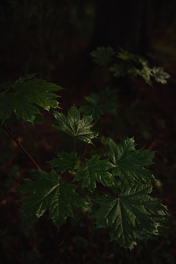 Nature, Leaves, Wood, Tree, Maple, Maple Leaves HD phone wallpaper