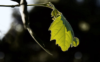 Nature, Macro, Sheet, Leaf HD wallpaper