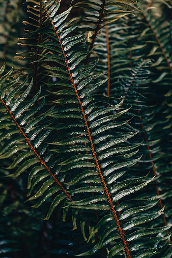 Water, Drops, Plant, Macro, Fern, Branch HD phone wallpaper