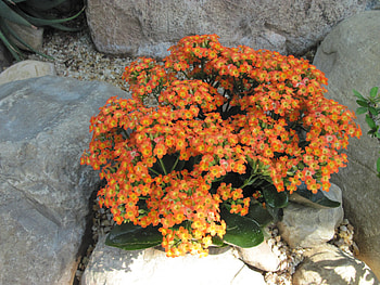 Kalanchoe day graphy 38, Kalanchoe, graphy, green, Flowers, orange, rocks HD wallpaper