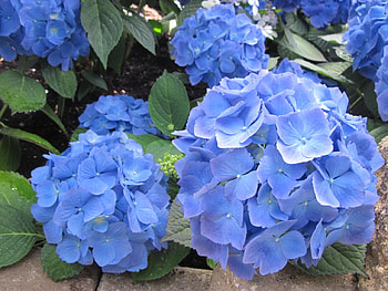 flowers in the mix 75, Hydrangeas, graphy, green, Flowers, garden, Blue HD wallpaper