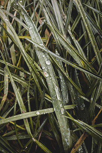 Grass, Drops, Macro, Wet, Dew HD phone wallpaper