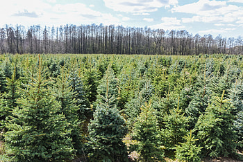 Silver spruce plantation, Evergreen trees, Vibrant foliage, Tree farm HD wallpaper
