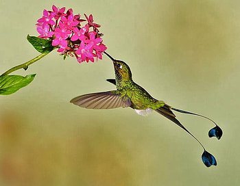 Added attraction, feeding, brown, humming bird, green, pink flower, trailing feathers, tiny HD wallpaper