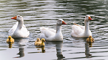 goose , High-resolution visuals, Detailed feathers, Background HD wallpaper