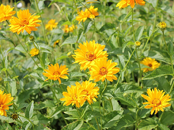 Plants, Flowers HD wallpaper