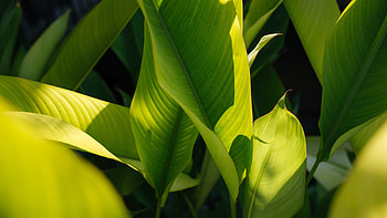 Green and bright leaves, plants HD wallpaper