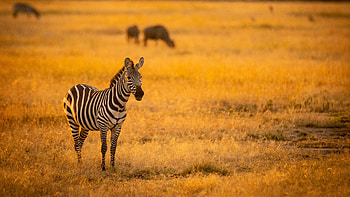 Zebra, Savannah, Animals, Grass, Field, Blur, Background Zebra HD wallpaper