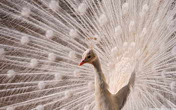 White Peacock, white, birds, animals, beautiful, peacock HD wallpaper