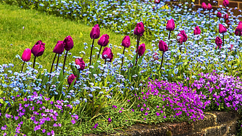 Spring flowering plants, meadow, tulips, blossoms, park HD wallpaper
