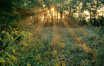 Landscape, Trees, Grass, Sun HD wallpaper