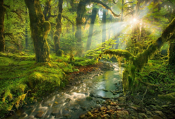 Spirit garden, landscapes, creek, trees, grass, sun rays HD wallpaper