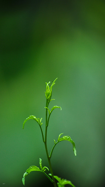 Green plant, dark HD phone wallpaper