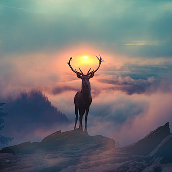 Reindeer Morning Glory, reindeer, deer, graphy, hop HD phone wallpaper