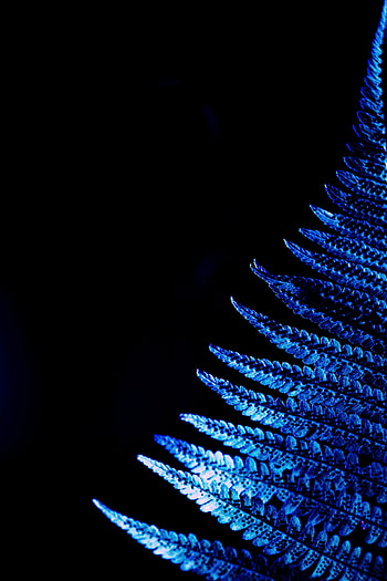 Macro, Fern, Leaflet HD phone wallpaper