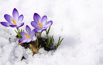 Crocuses In Snow, spring, snow, petals, blossoms HD wallpaper