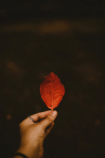 Autumn, Hand, Miscellanea, Miscellaneous, Dry, Leaflet HD phone wallpaper