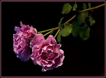Rose colored roses, roses, black background, green, long stems, rose color HD wallpaper
